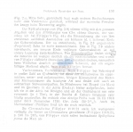 Chromadorina micoletzkyi