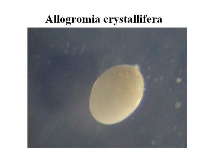 Allogromia crystallifera Allogromia crystallifera