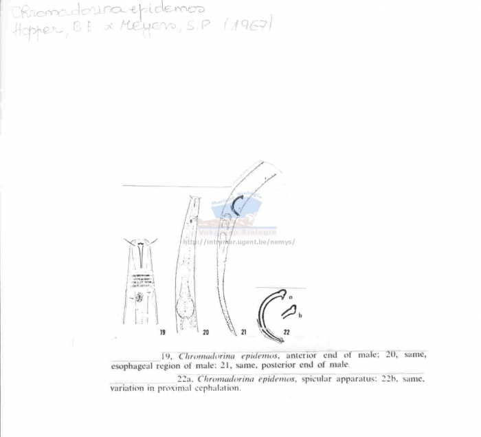 Chromadorina epidemos