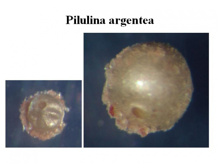 Pilulina argentea Pilulina argentea