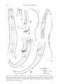 Nematode file-library of the Marine Biology Section (Ghent University, Belgium)