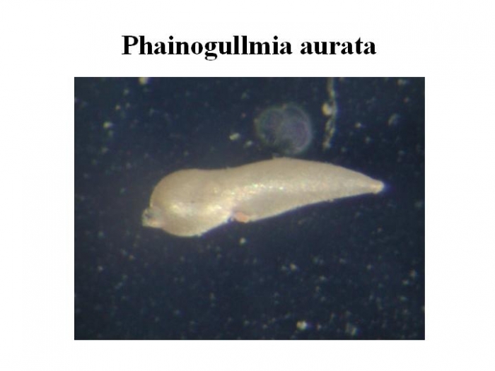 Phainogullmia aurata Phainogullmia aurata
