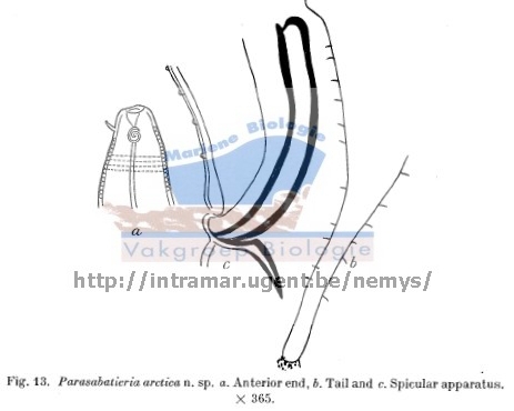 Parasabatieria arctica