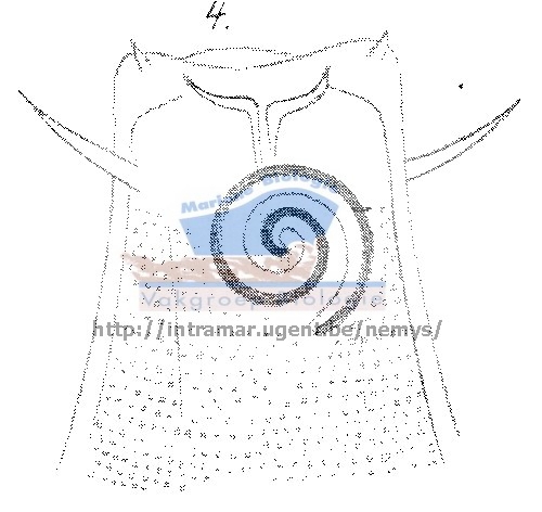 Part: head