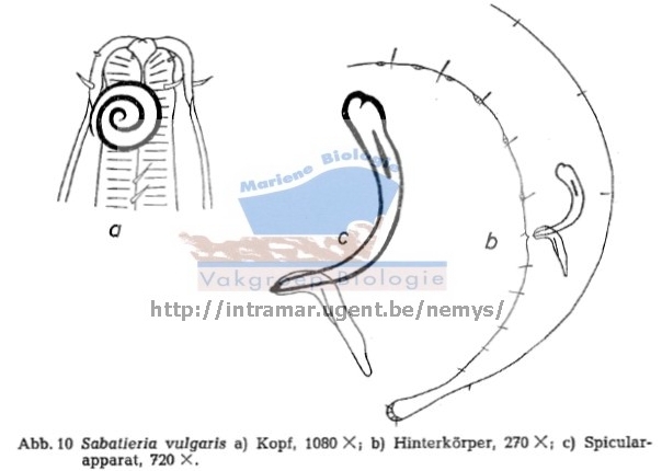 Sabatieria vulgaris