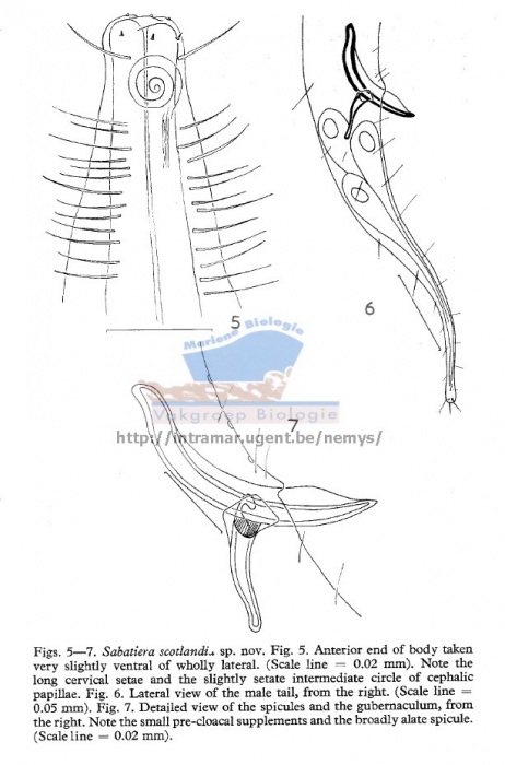 Sabatieria scotlandia