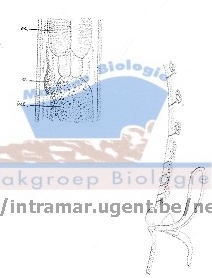 Parasabatieria ornata