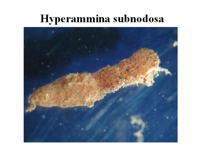 Hyperammina subnodosa Hyperammina subnodosa