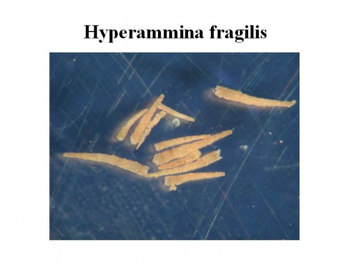Hyperammina fragilis Hyperammina fragilis