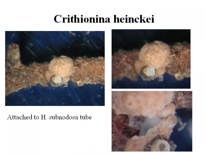 Crithionina heinckei Crithionina heinckei