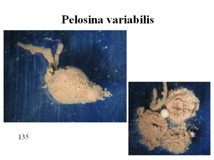 Pelosina variabilis Pelosina variabilis