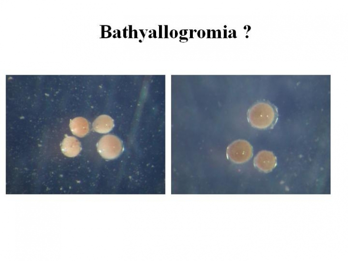 Bathyallogromia sp. Bathyallogromia sp.