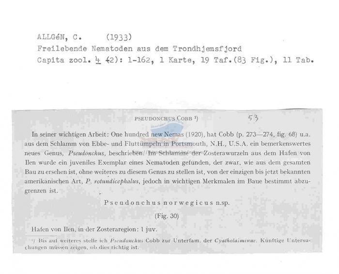 Pseudonchus norwegicus