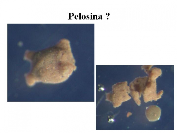 Pelosina Pelosina