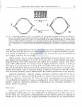 Trochamus complexus