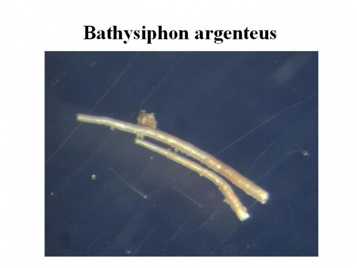Bathysiphon argenteus Bathysiphon argenteus