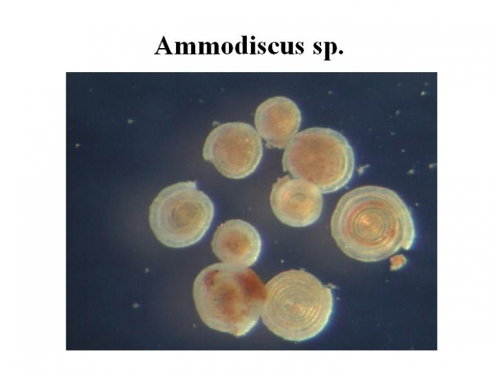Ammodiscus Ammodiscus