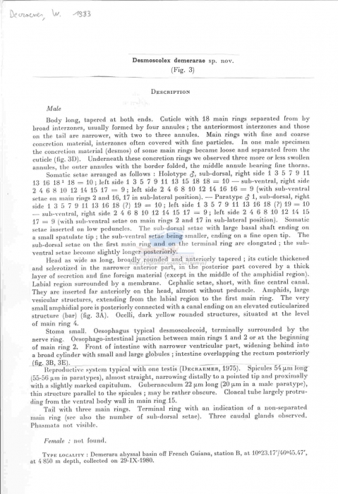 Desmoscolex demerarae