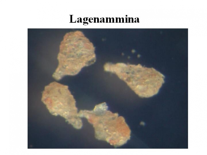 Lagenammina Lagenammina