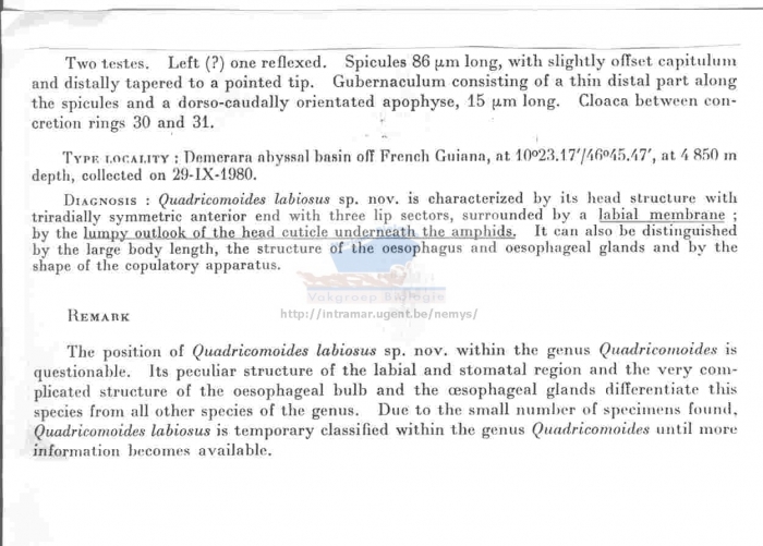 Quadricomoides labiosus