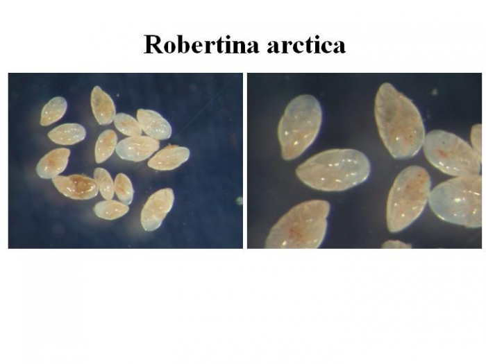 Robertina arctica Robertina arctica