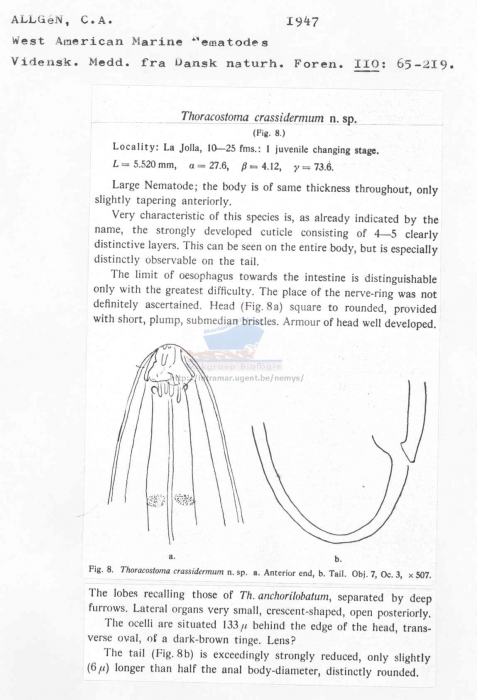 Thoracostoma crassidermum