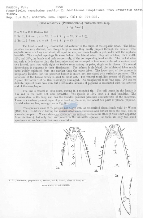 Thoracostoma polychaites