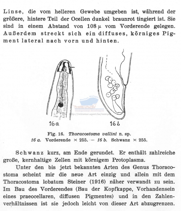Thoracostoma vallini