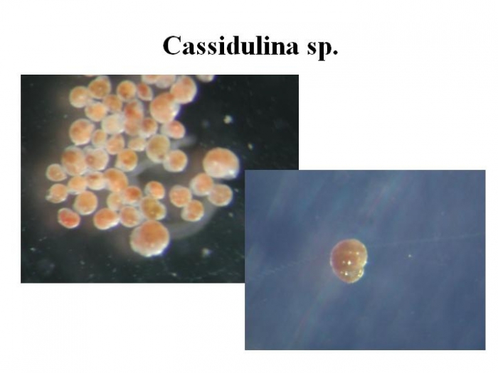 Cassidulina Cassidulina