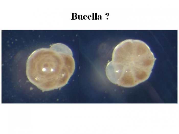 Bucella Bucella