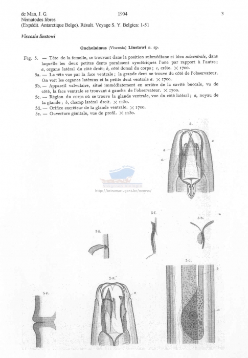 Viscosia linstowi