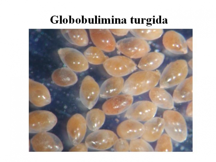 Globobulimina turgida Globobulimina turgida