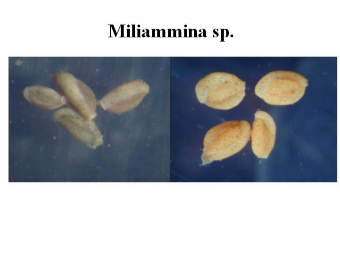 Miliammina Miliammina