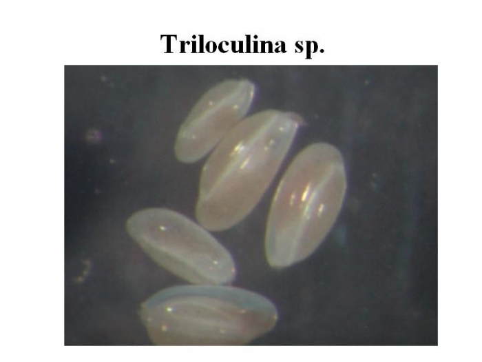 Triloculina Triloculina