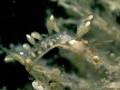 Tergipes tergipes (Forsskål, 1775)