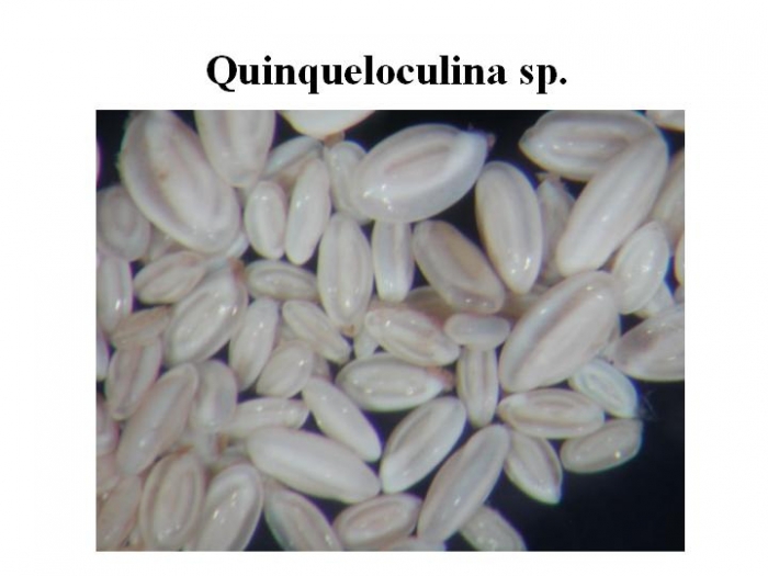 Quinqueloculina Quinqueloculina