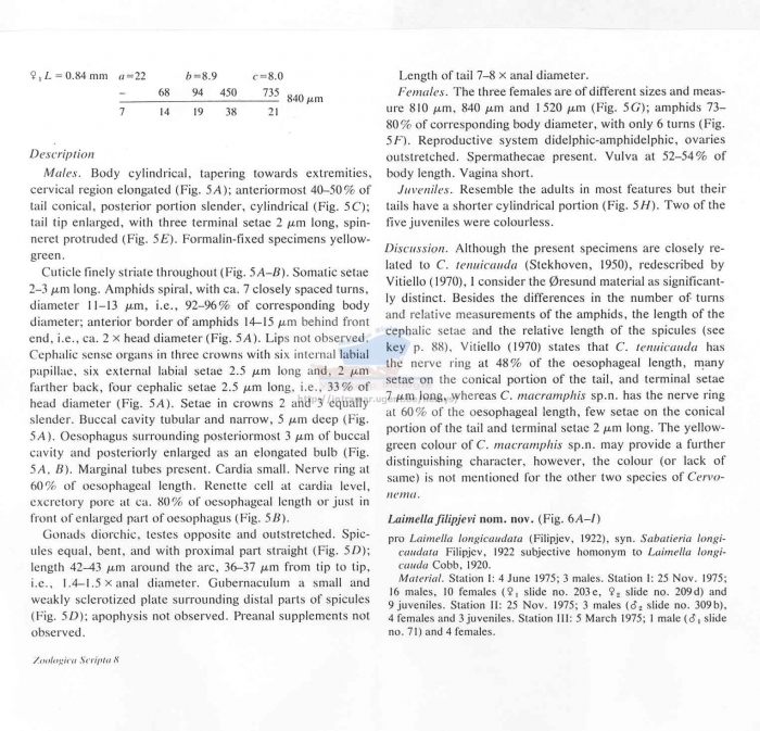 Cervonema macramphis