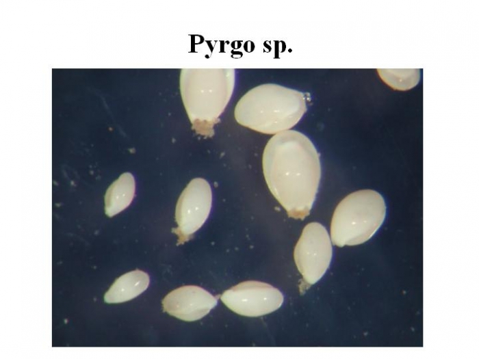 Pyrgo Pyrgo
