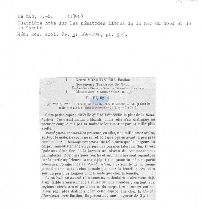 Daptonema normandicus