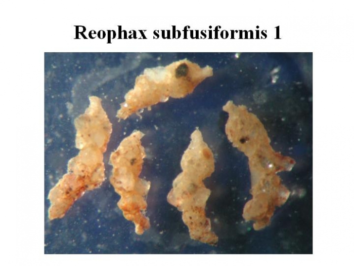 Reophax subfusiformis Reophax subfusiformis