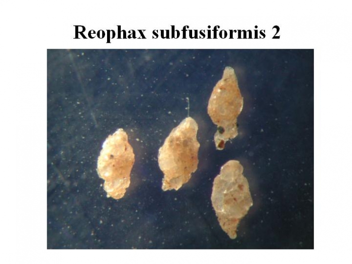 Reophax subfusiformis Reophax subfusiformis