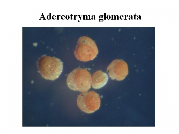 Adercotryma glomerata Adercotryma glomerata