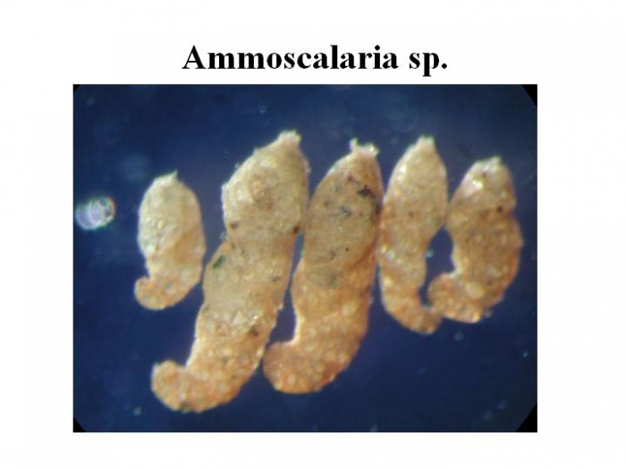 Ammoscalaria Ammoscalaria