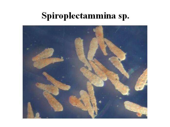 Spiroplectammina Spiroplectammina