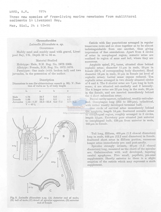 Laimella filicaudata