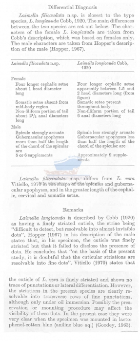 Laimella filicaudata