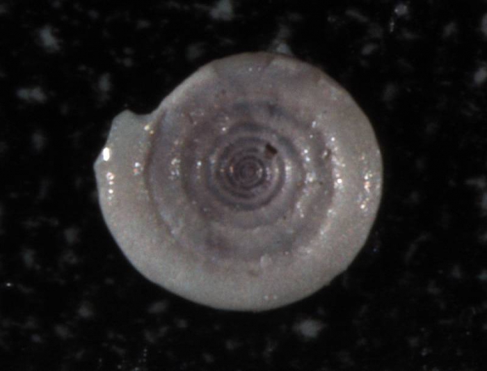 Cornuspira involvens Cornuspira involvens
