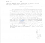 Leptosomatina longisetum