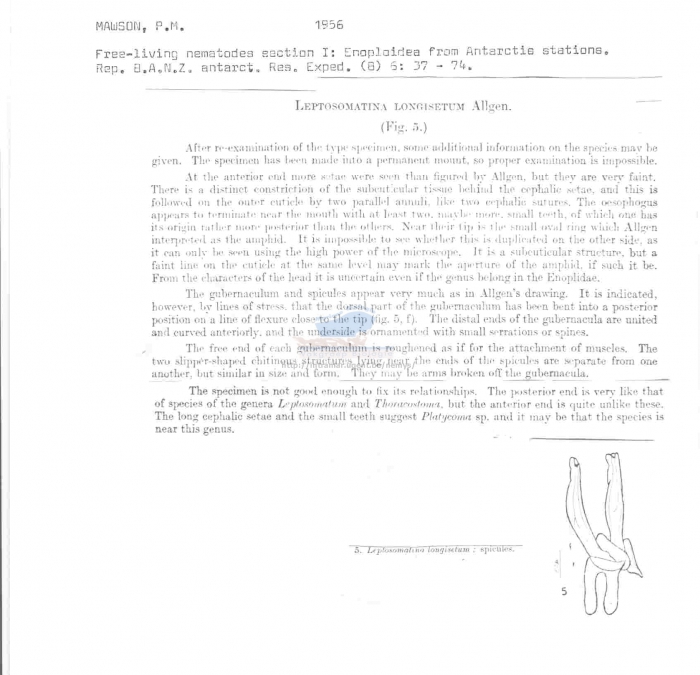 Leptosomatina longisetum