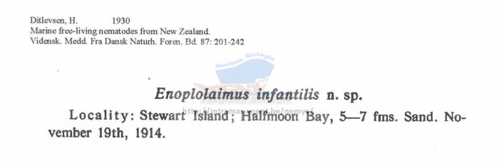 Mesacanthion infantilis